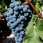 Sobreiro's In Douro Valley