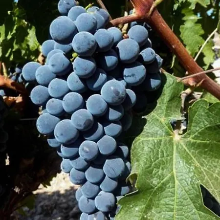 Sobreiro's In Douro Valley